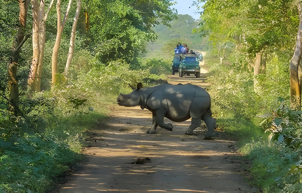 Kaziranga Tour